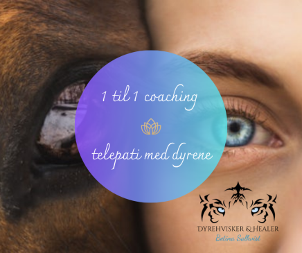 1 til 1 coaching i telepati med dyrene